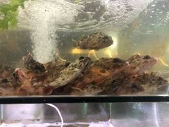 -海之鲜大排档(东山海鲜金銮湾店)