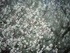 -香雪海