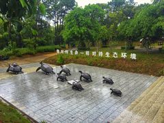 -广东惠东海龟国家级自然保护区