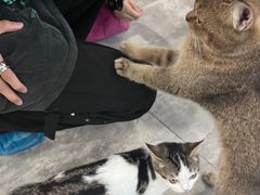 -楼上猫咖(罗湖店)
