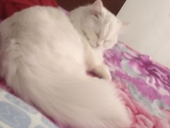 -宠爱国际动物医院· 猫科· 外科·中兽医(长白店)