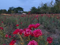 -汉长安城未央宫国家考古遗址公园