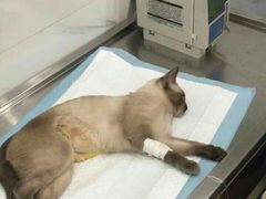 -伟伟宠物医院·CT影像中心·瑞派犬猫综合性门诊(汉口总院)