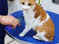 -佳雯宠物医院(金华南路分院)