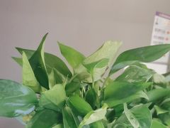 -梵猫·新养生(加州广场店)