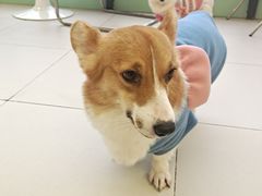 -怪兽屋·羊驼·猫咖·狗咖(俊华广场店)