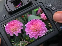 -南山植物园