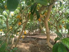 -兰陵国家农业公园