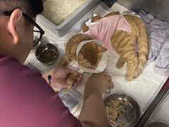 -美联众合动物医院·24h转诊中心