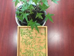 -文雅轩茶叶(锦和越界田林坊店)