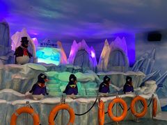 -帝企鹅自助餐厅•儿童岛•真企鹅(长隆企鹅酒店)