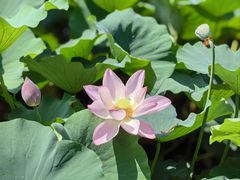 -莲池书院博物馆