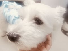 -纳吉亚猫专科动物诊疗中心(蒋宅口分院)