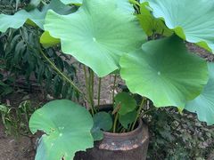 -老袁家蜜桃农场·阳山水蜜桃