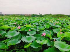 -荷塘月色湿地公园·向阳花洲