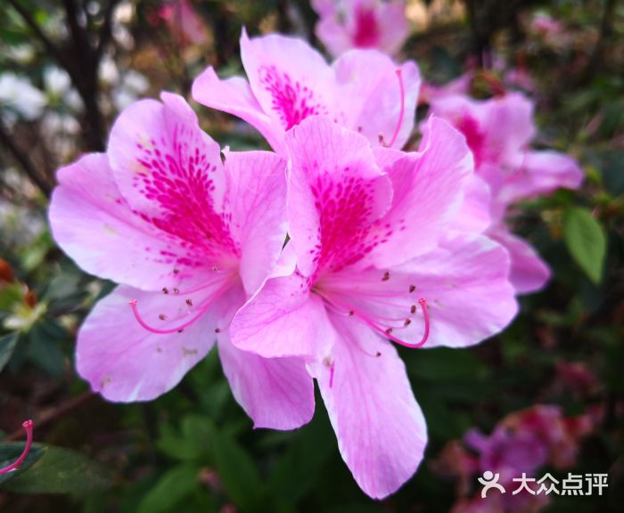 琴亭湖公园图片