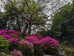 -柳侯公园