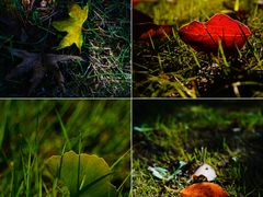 -白鹭湾湿地公园