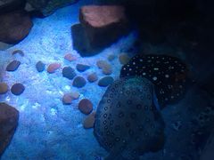 -暹罗海洋世界