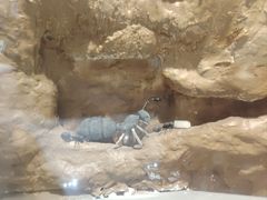 -上海昆虫博物馆