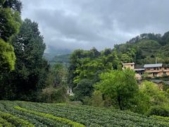 -杨家堂村