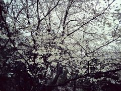 -武汉大学-樱园