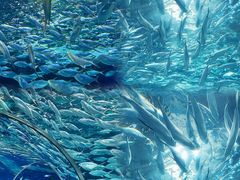 -上海海洋水族馆