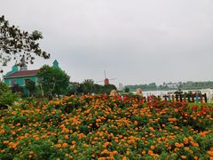 -荷兰花海