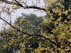 -西安大兴善寺