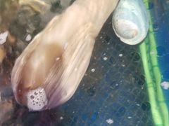 -盒马鲜生(红莲店)