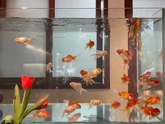 -芳叔(东方宝泰店)