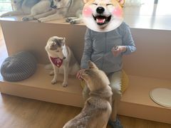 -Husky Go! 哈士奇体验馆·宠物咖啡厅狗咖