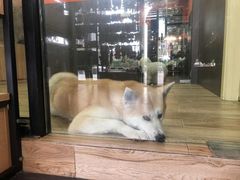 -宠宠熊宠物美容(星湖街店)