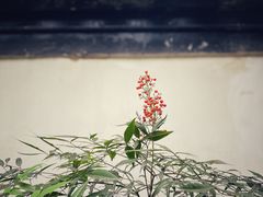 -秋霞圃