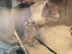 -PETKIT小佩宠物(古北店)