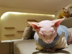 -猫腻·猫咖·撸猫馆(星光大道店)