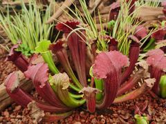 -石家庄市植物园
