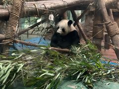 -成都动物园