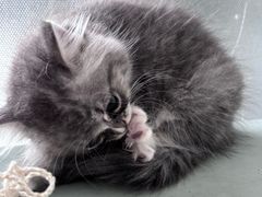 -中农国际动物医院24小时·猫科·骨科·急重症中心