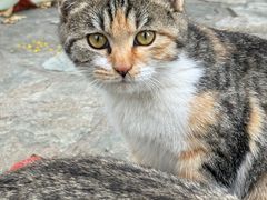 -萌兽医馆·犬猫专科·眼科中心·宠物医院(朝阳门分院)