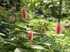 -深圳市中科院仙湖植物园