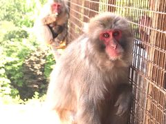-岚山猴子公园