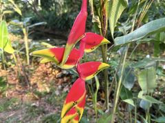 -中国科学院西双版纳热带植物园