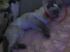 -康乐宝动物医院