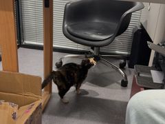 -伟伟宠物医院·CT影像中心·瑞派犬猫综合性门诊(汉口总院)