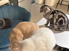 -平行世界·猫咖(首经贸店)