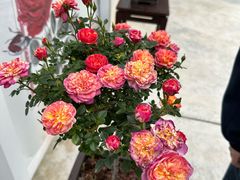 -人民公园(罗湖区)