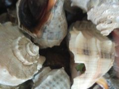 -宾朋海鲜特色美食餐厅·纯手工鲅鱼水饺(兴海路店)