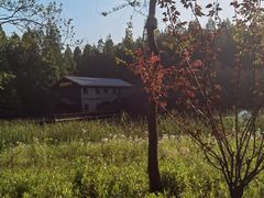 -黄海国家森林公园