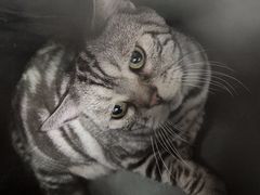 -喵百万·布偶·蓝金金渐层英短·猫舍(百子湾店)